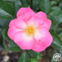 Fashion Statement™ -Heirloom Roses fashion statement 3 1 1