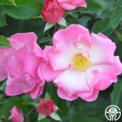 Fashion Statement™ -Heirloom Roses fashion statement 4 8