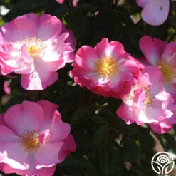 Fashion Statement™ -Heirloom Roses fashion statement 5 8