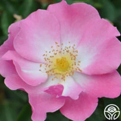 Fashion Statement™ -Heirloom Roses fashion statement 6