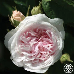 Félicité Parmentier -Heirloom Roses felicite parmentier 2