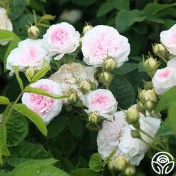 Félicité Parmentier -Heirloom Roses felicite parmentier 3