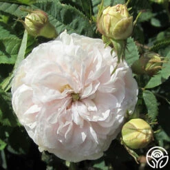 Félicité Parmentier -Heirloom Roses felicite parmentier 4