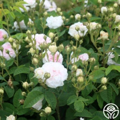 Félicité Parmentier -Heirloom Roses felicite parmentier 6