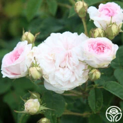 Félicité Parmentier -Heirloom Roses felicite parmentier 7