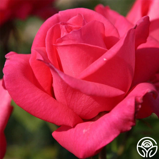 Eleganza® Fiji 6 Eleganza® Fiji - Image 4