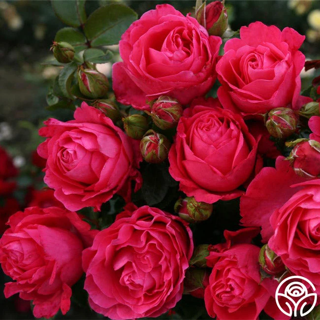 Eleganza® Fiji 3 Eleganza® Fiji