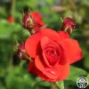 Fire King -Heirloom Roses fire king 3 1 1