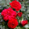 Fire Meidiland® 2 Fire Meidiland® -Heirloom Roses fire meidiland