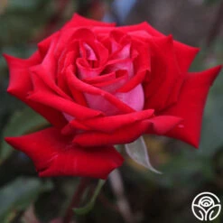 Fire 'N' Ice -Heirloom Roses fire n ice 2 1