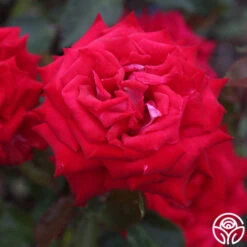 Fire 'N' Ice -Heirloom Roses fire n ice 3