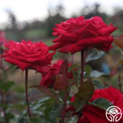 Fire 'N' Ice -Heirloom Roses fire n ice 4