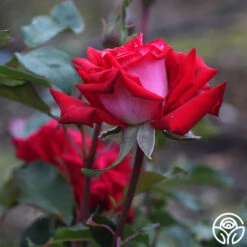 Fire 'N' Ice -Heirloom Roses fire n ice 5