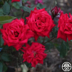 Heirloom Roses -Heirloom Roses fire n ice 6