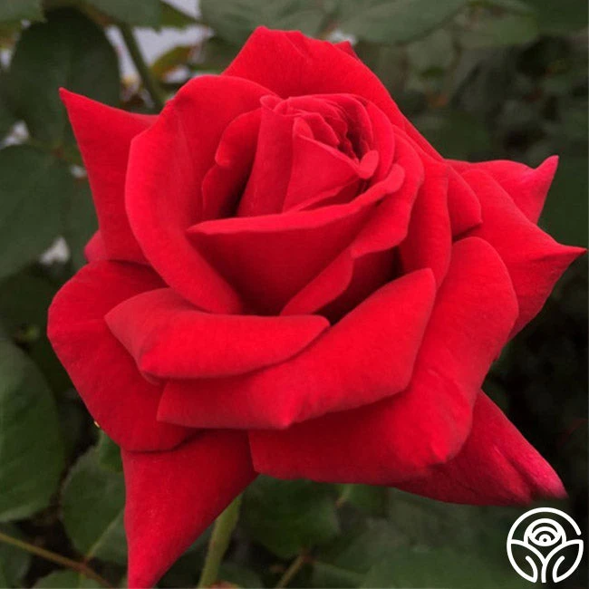 Firefighter® 4 Firefighter® - Image 2