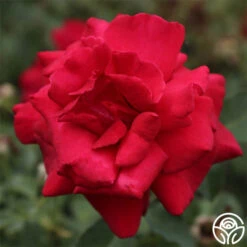 Firefighter® 18 Firefighter® -Heirloom Roses firefighter 3 7