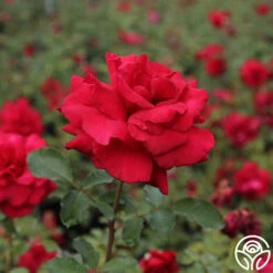 Firefighter® 24 Firefighter® -Heirloom Roses firefighter 4 8