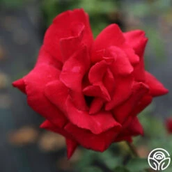 Firefighter® 22 Firefighter® -Heirloom Roses firefighter 6 1