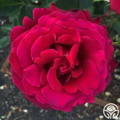 Firefighter® 25 Firefighter® -Heirloom Roses firefighter 8