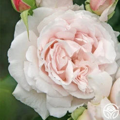 Parfuma® First Crush™ -Heirloom Roses first crush 1 1