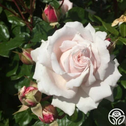 Parfuma® First Crush™ -Heirloom Roses first crush 2 1