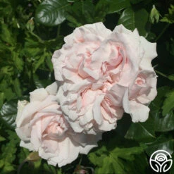 Parfuma® First Crush™ -Heirloom Roses first crush 4