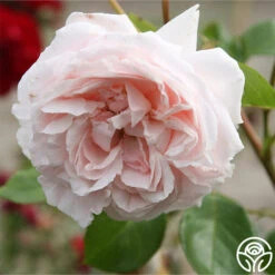 Parfuma® First Crush™ -Heirloom Roses first crush 6