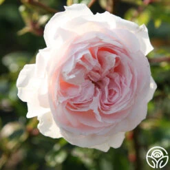 Parfuma® First Crush™ -Heirloom Roses first crush 9