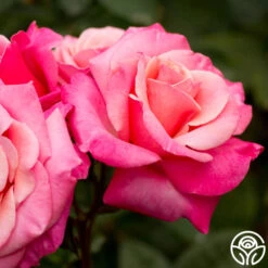 First Prize -Heirloom Roses first prize 2 8