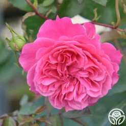 Flamenco Rosita -Heirloom Roses flamenco rosita 1 8