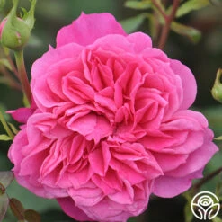 Flamenco Rosita -Heirloom Roses flamenco rosita 2 1