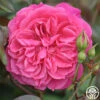 Flamenco Rosita 2 Flamenco Rosita -Heirloom Roses flamenco rosita 3 7