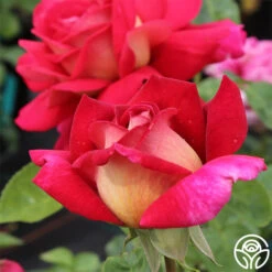 Flaming Peace -Heirloom Roses flaming peace 1