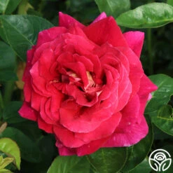 Flaming Peace -Heirloom Roses flaming peace 11