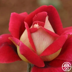 Flaming Peace -Heirloom Roses flaming peace 12