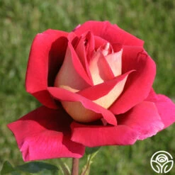 Flaming Peace -Heirloom Roses flaming peace 16