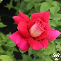 Flaming Peace -Heirloom Roses flaming peace 3 1