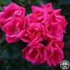 Kolorscape® Flamingo 2 Kolorscape® Flamingo -Heirloom Roses flamingo kolorscape 1