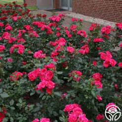 Kolorscape® Flamingo 5 Kolorscape® Flamingo -Heirloom Roses flamingo kolorscape 2