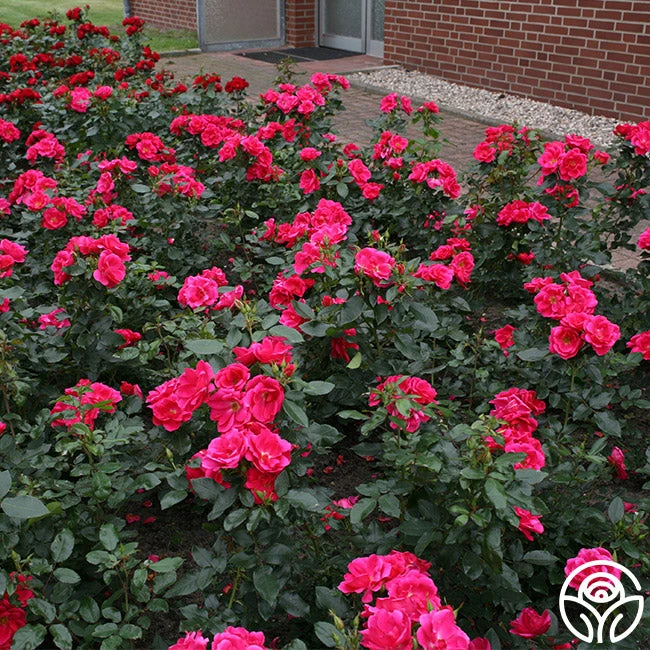 Kolorscape® Flamingo 4 Kolorscape® Flamingo - Image 2