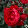 KolorscapeĀ® Florentina 1 KolorscapeĀ® Florentina -Heirloom Roses florentina 1 1