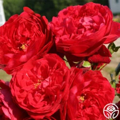 Kolorscape® Florentina 11 Kolorscape® Florentina -Heirloom Roses florentina 2 1 1