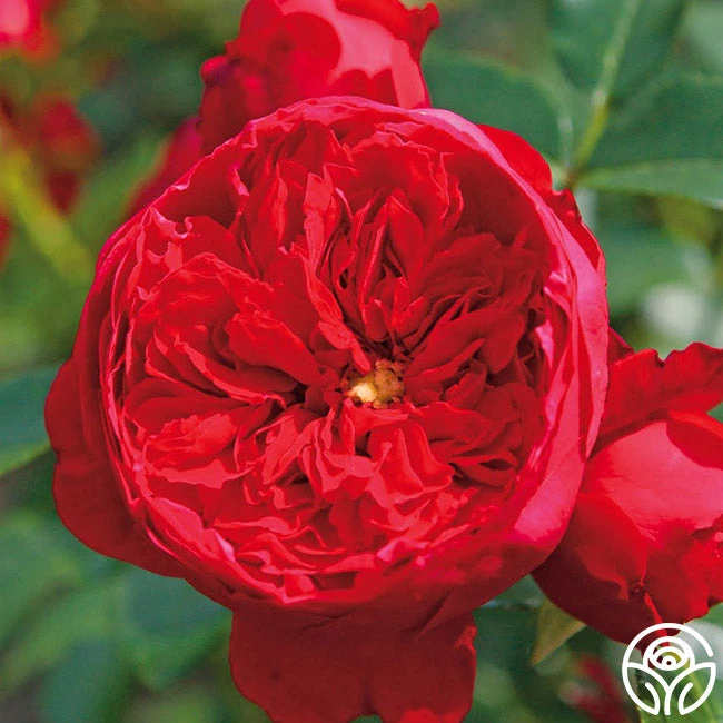 Kolorscape® Florentina 8 Kolorscape® Florentina - Image 6