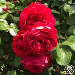 New Release -Heirloom Roses florentina 4 8
