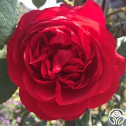 Kolorscape® Florentina 15 Kolorscape® Florentina -Heirloom Roses florentina 5 1 1