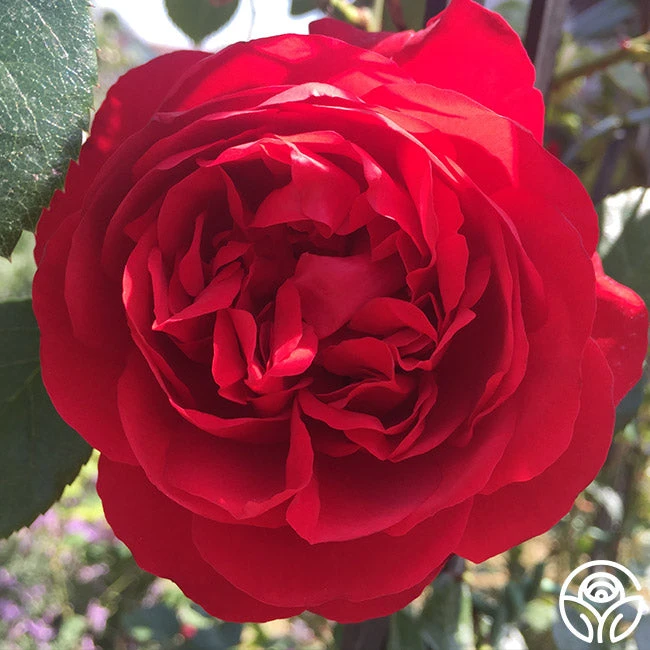 Kolorscape® Florentina 9 Kolorscape® Florentina - Image 7