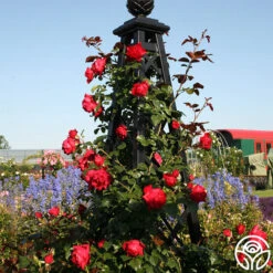 Kolorscape® Florentina 13 Kolorscape® Florentina -Heirloom Roses florentina 6 2