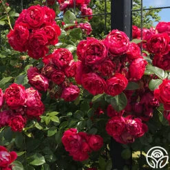 Kolorscape® Florentina 12 Kolorscape® Florentina -Heirloom Roses florentina 7 2