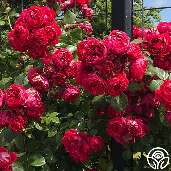 Kolorscape® Florentina 6 Kolorscape® Florentina - Image 4