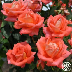 Folklore™ -Heirloom Roses folklore 2